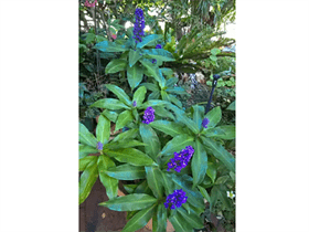 Ginger Plants Ornamental